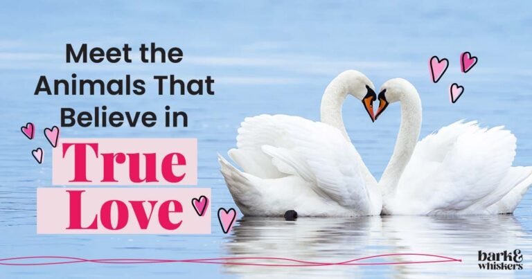 10 Animals That Say ‘Till Death Do Us Part’ 10 Animals That Say 'Till Death Do Us Part'