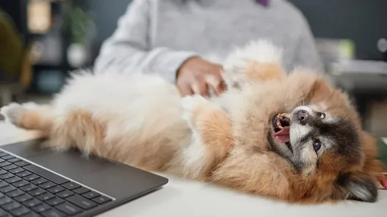 10 Quick Ways for Busy People to Show Their Dogs More Love