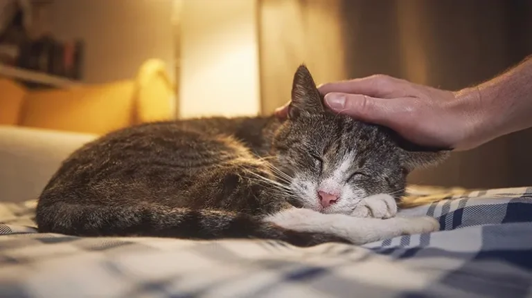 5 Health Problems Common in Older Cats