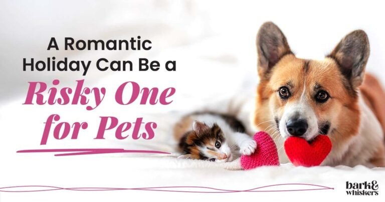 A Romantic Holiday Can Be a Risky One for Pets