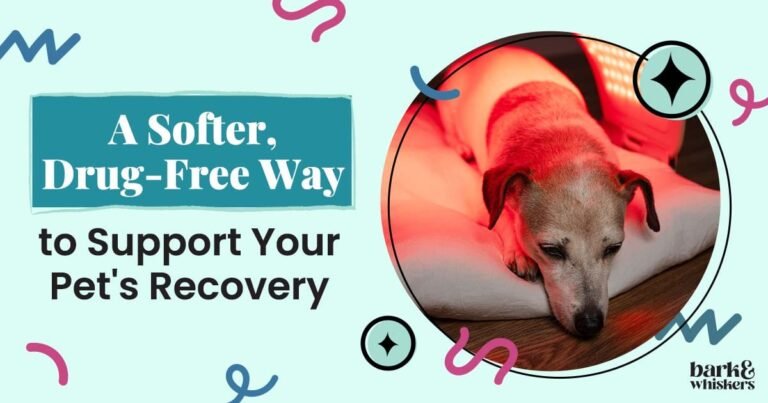 A Softer, Drug-Free Way to Support Your Pet's Recovery