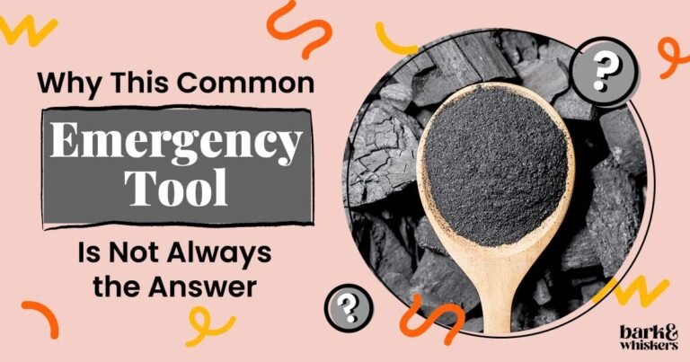 Activated Charcoal for Pets – When It Helps or Harms Activated Charcoal for Pets - When It Helps or Harms