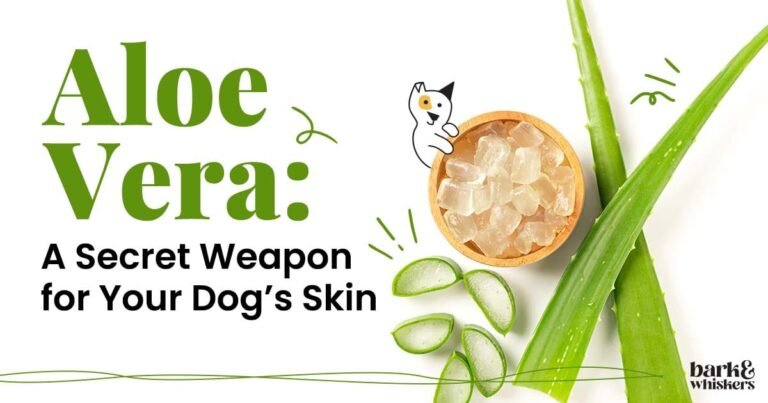 Aloe Vera for Dogs - Safe Uses, Benefits, Tips