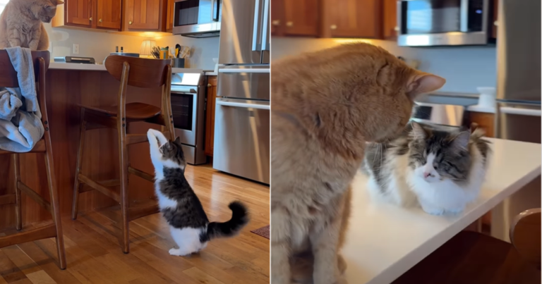 Blind Cat Learns How to Get Onto the Kitchen Counter All By Herself