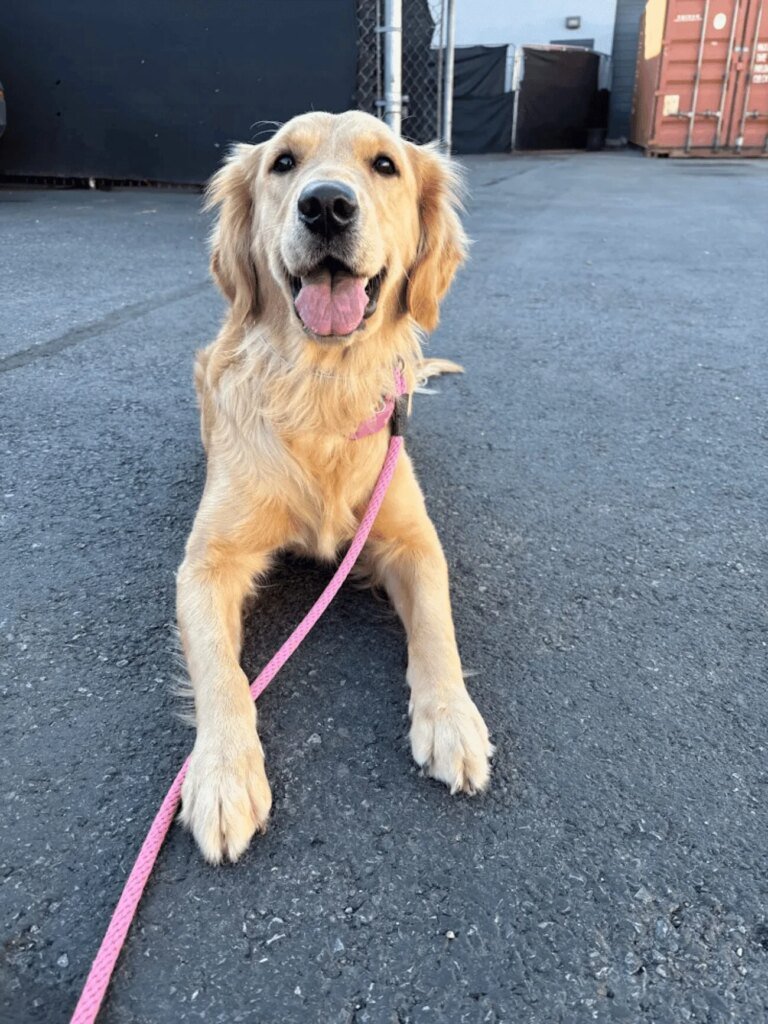 Golden Retriever puppy lying on pavement outdoors, wearing a pink harness and leash, looking up happily with tongue out.