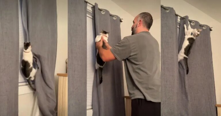 Cat Becomes a Rebel When Parents Say No in Funny Video