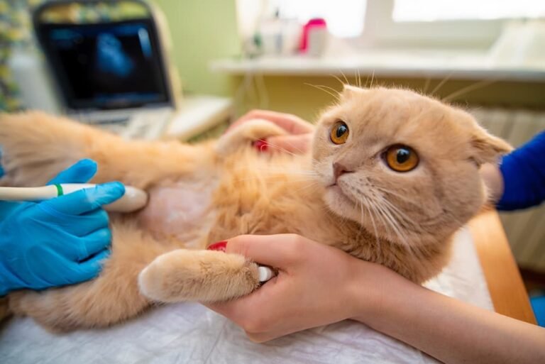 A cat having an abdominal ultrasound
