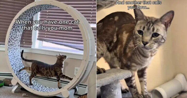 Cat Calls Mom 'Mom' in Adorable Video