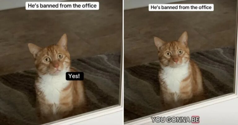 Cat Goes Viral for His Reaction After Being ‘Banned From the Office’ Cat Goes Viral for His Reaction After Being ‘Banned From the Office’
