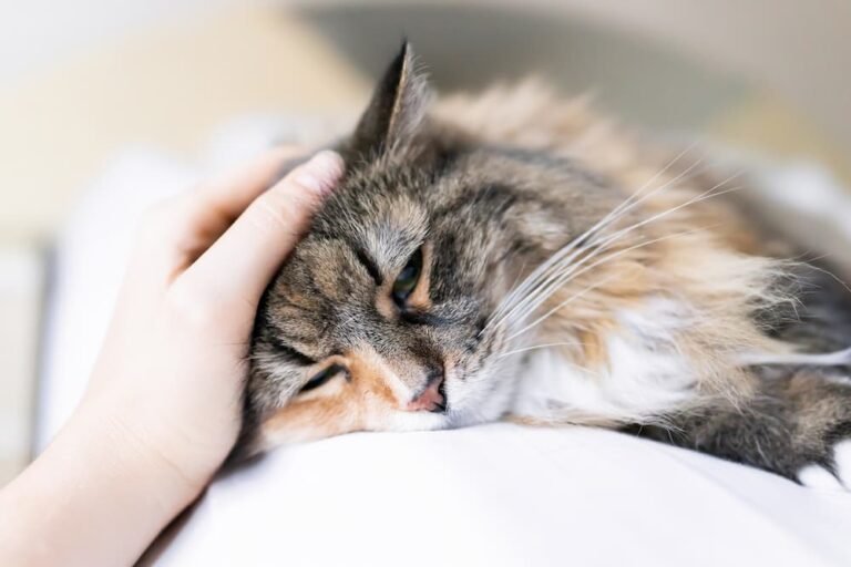 Cat Intestinal Blockage Surgery: Cost and What to Expect Sick cat being pet
