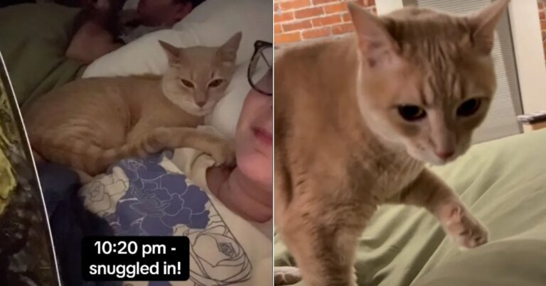 Cat Is a Stickler for Time In Adorable Video