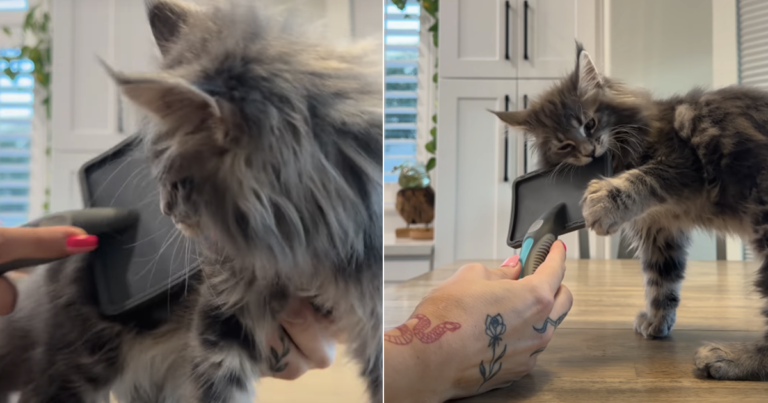 Cat Reacts to Being Brushed in Viral Video Cat Reacts to Being Brushed in Viral Video