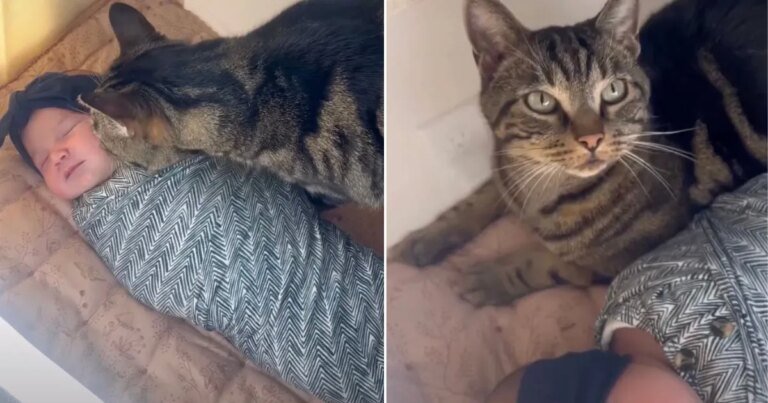 Cat Wants to Sleep Next to Newborn in Heartwarming Video