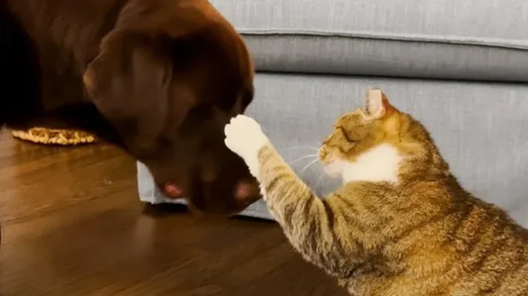 Cat Who Hated All Animals Falls for One Labrador