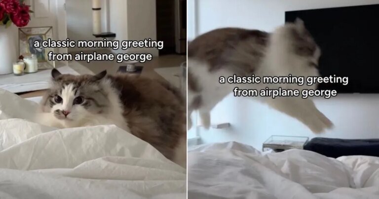 Cat's Bunny Hops in Viral Video Melts Hearts