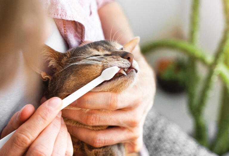 Dental Disease in Cats: Signs, Symptoms & How to Help Your Cat Dental Disease in Cats: Signs, Symptoms & How to Help Your Cat