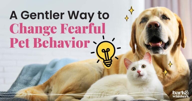 Desensitization and Counterconditioning for Fearful Pets