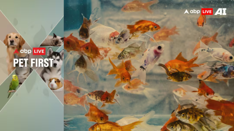 Easy-To-Care Aquarium Fishes Ideal For New Pet Parents