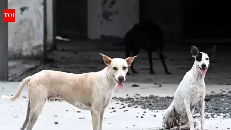 Greater Bengaluru Authority claims stray dog adoptions on rise after its welfare drive | Bengaluru News