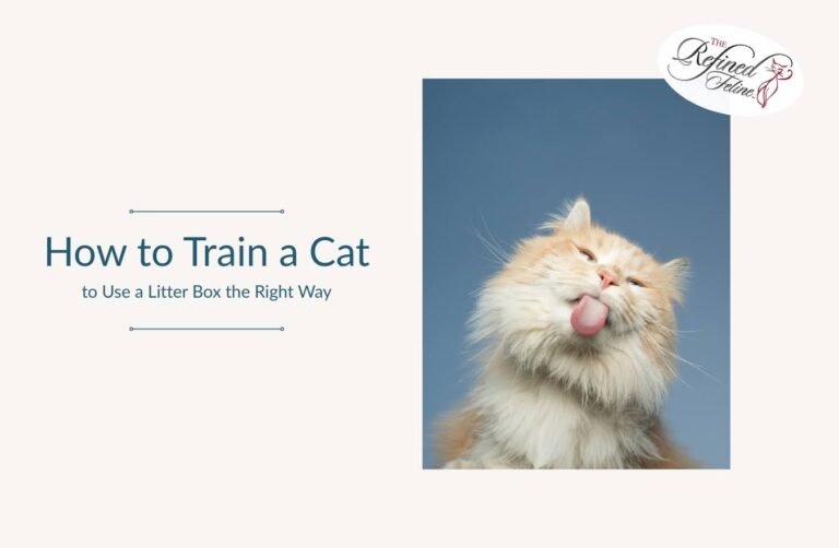 How to Train a Cat to Use a Litter Box the Right Way How to Train a Cat to Use a Litter Box the Right Way