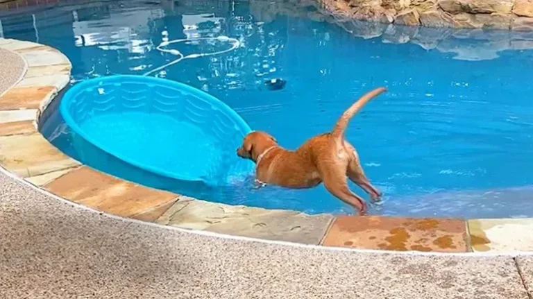 Lab Tries Turning Her Kiddie Pool Into a Boat