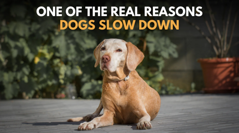 One of the Real Reasons Dogs Slow Down – Dr. Dobias Healing Solutions