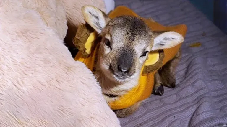 Orphan Baby Lamb Finds a Sister and Finally Thrives