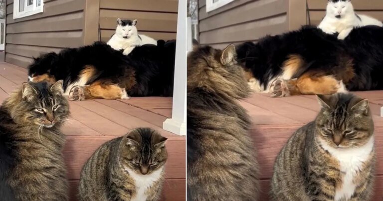 Outdoor Cat Turns Dog Into a Comfy Chair in Hilarious Video