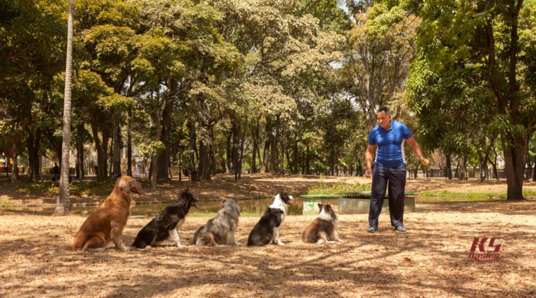 Red Flags of Unqualified Dog Trainers: How to Choose Safely