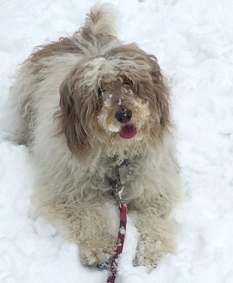 Snowball Blowout • Three Dogs Training Snowball Blowout • Three Dogs Training