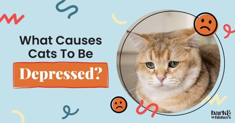 That Quiet, Moody Cat Phase