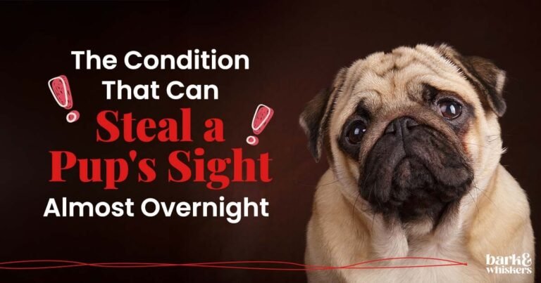The Condition That Can Steal a Pup's Sight Almost Overnight