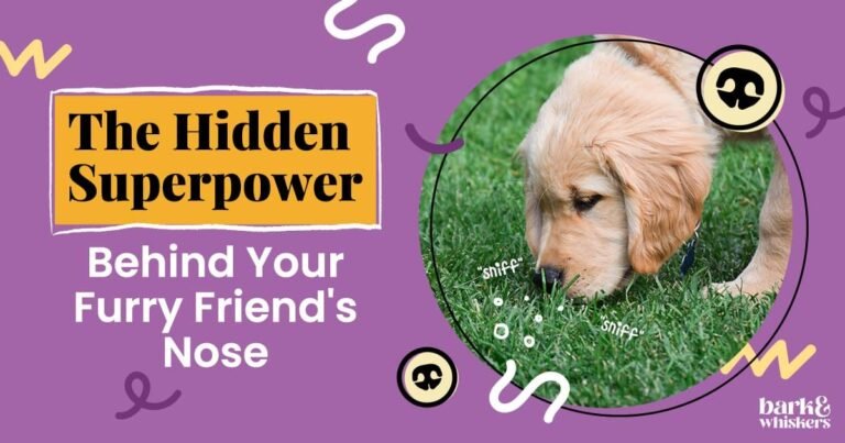 The Hidden Superpower Behind Your Furry Friend's Nose