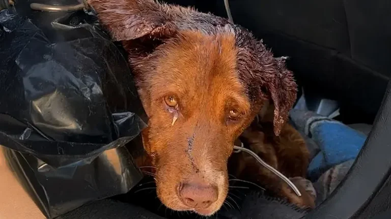 The Injured Dog Who Refused to Leave His Best Friend Behind The Injured Dog Who Refused to Leave His Best Friend Behind
