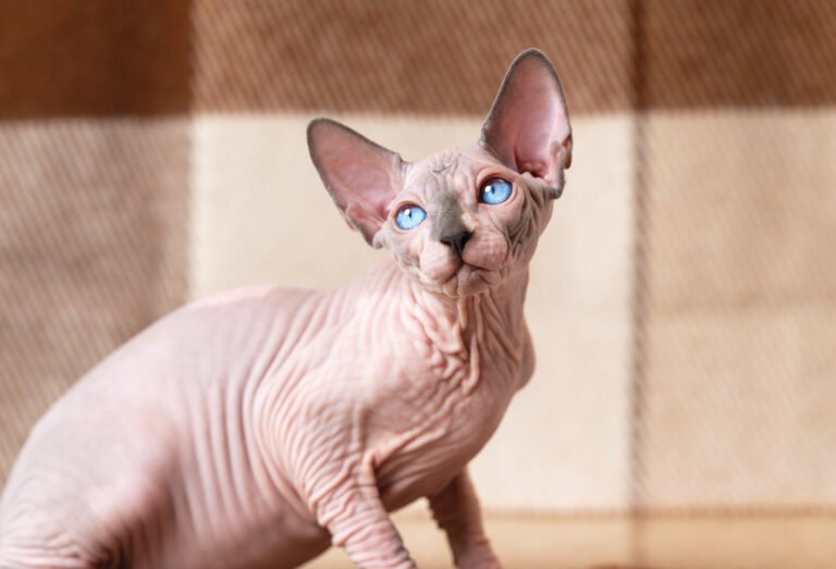 The Naked Truth About Hairless Cats