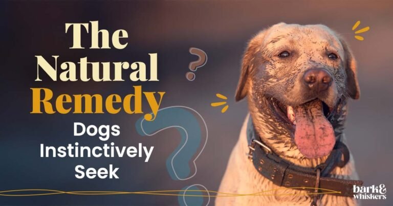 The Natural Remedy Dogs Instinctively Seek