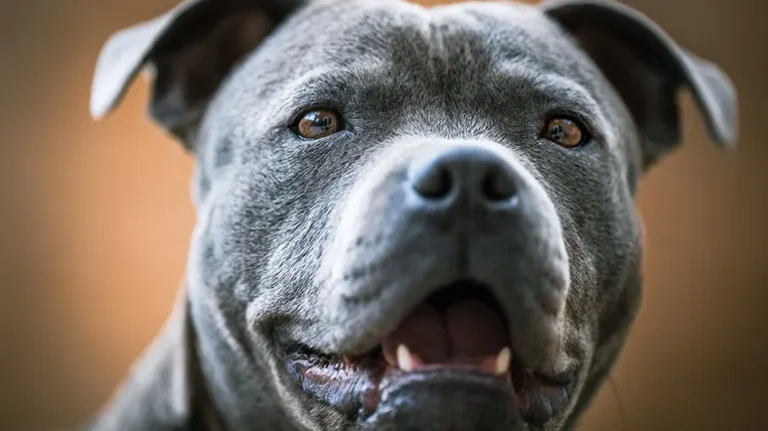 The Terrier Is Perfect for Knowledgeable Guardians