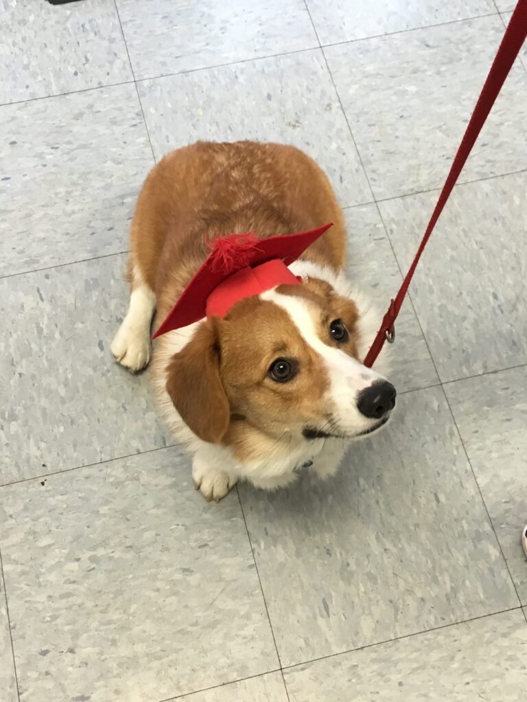 Train your dog for spring and summer fun. • Three Dogs Training