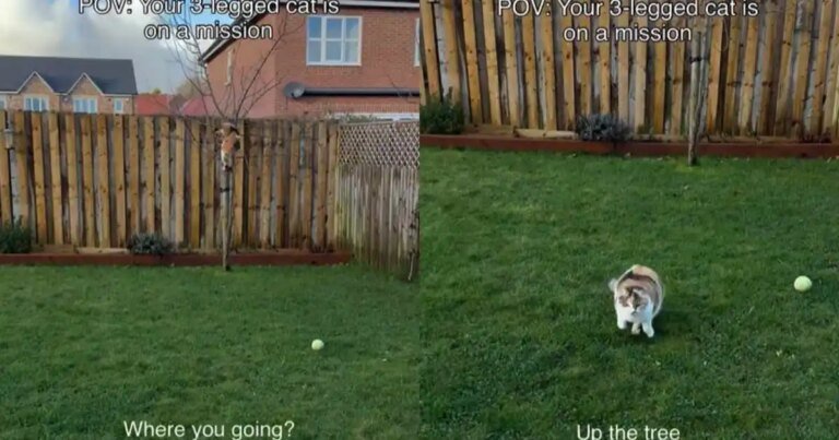 Tripod Cat Does Parkour on a Tree in an Adorable Video