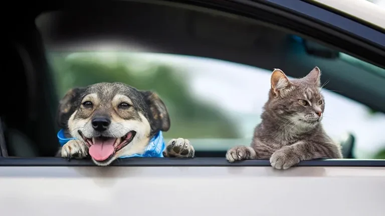 Truck Drivers Take Their Pets on the Road with Them