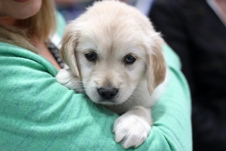 Unusual pet adoption patterns surface, driven by affordability Unusual pet adoption patterns surface, driven by affordability