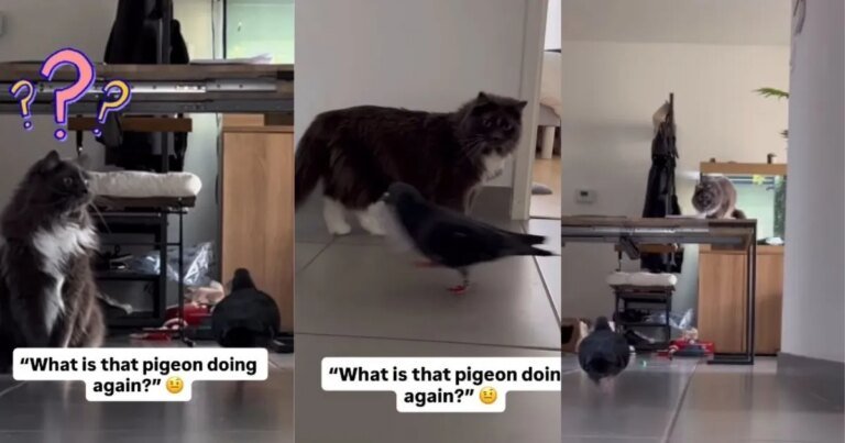 Video: Cat Appears Surprised by Pigeon’s Activity Inside the House Video: Cat Appears Surprised by Pigeon's Activity Inside the House