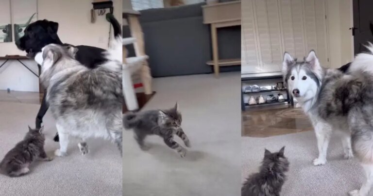 Video: Cat Does This With Big Dog Brothers When It’s Time To Play