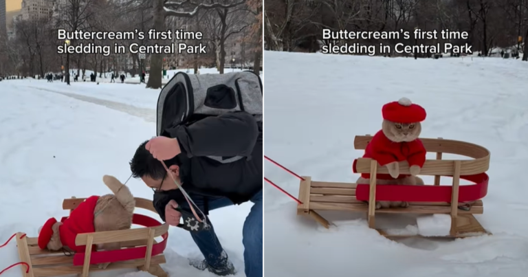Video: Cat Goes Sledding for the First Time in Central Park