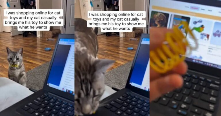 Video: Cat Hints What He Wants as Owner Shops Online Video: Cat Hints What He Wants as Owner Shops Online