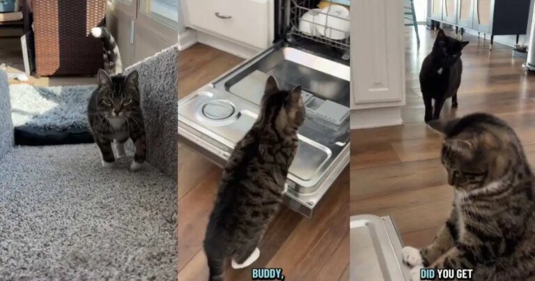 Video: Cat Is More Than Eager to Help Owner Empty the Dishwasher