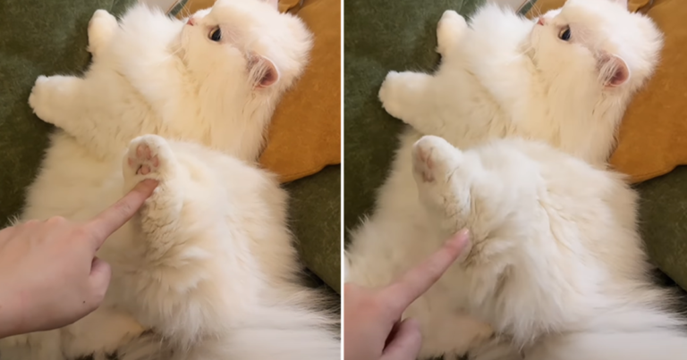 Video: Cat Is Not At All Okay With Being Teased