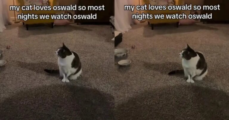 Video: Cat Loves Popular Cartoon, Oswald, a Little Too Much