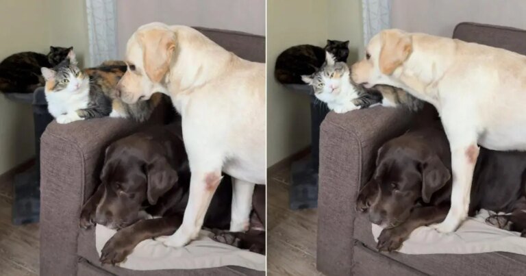 Video: Cat Reacts to Labrador's Repeated Booping