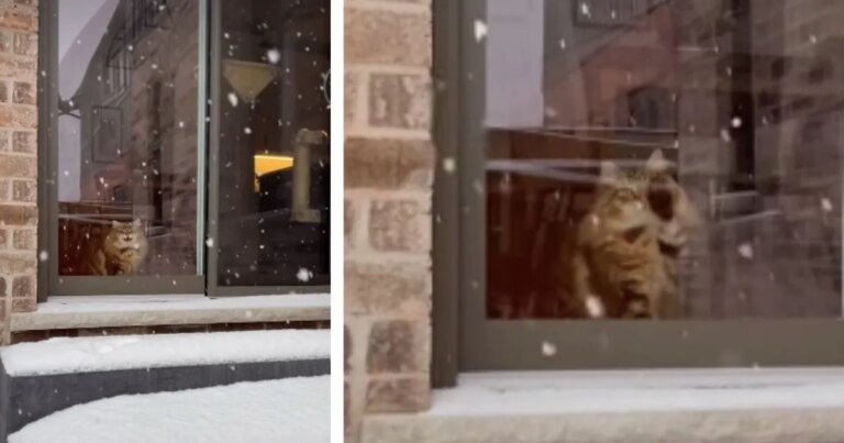 Video: Cat Shows Excitement for Snowfall in Cutest Way